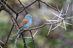 Blue-capped Cordonbleu